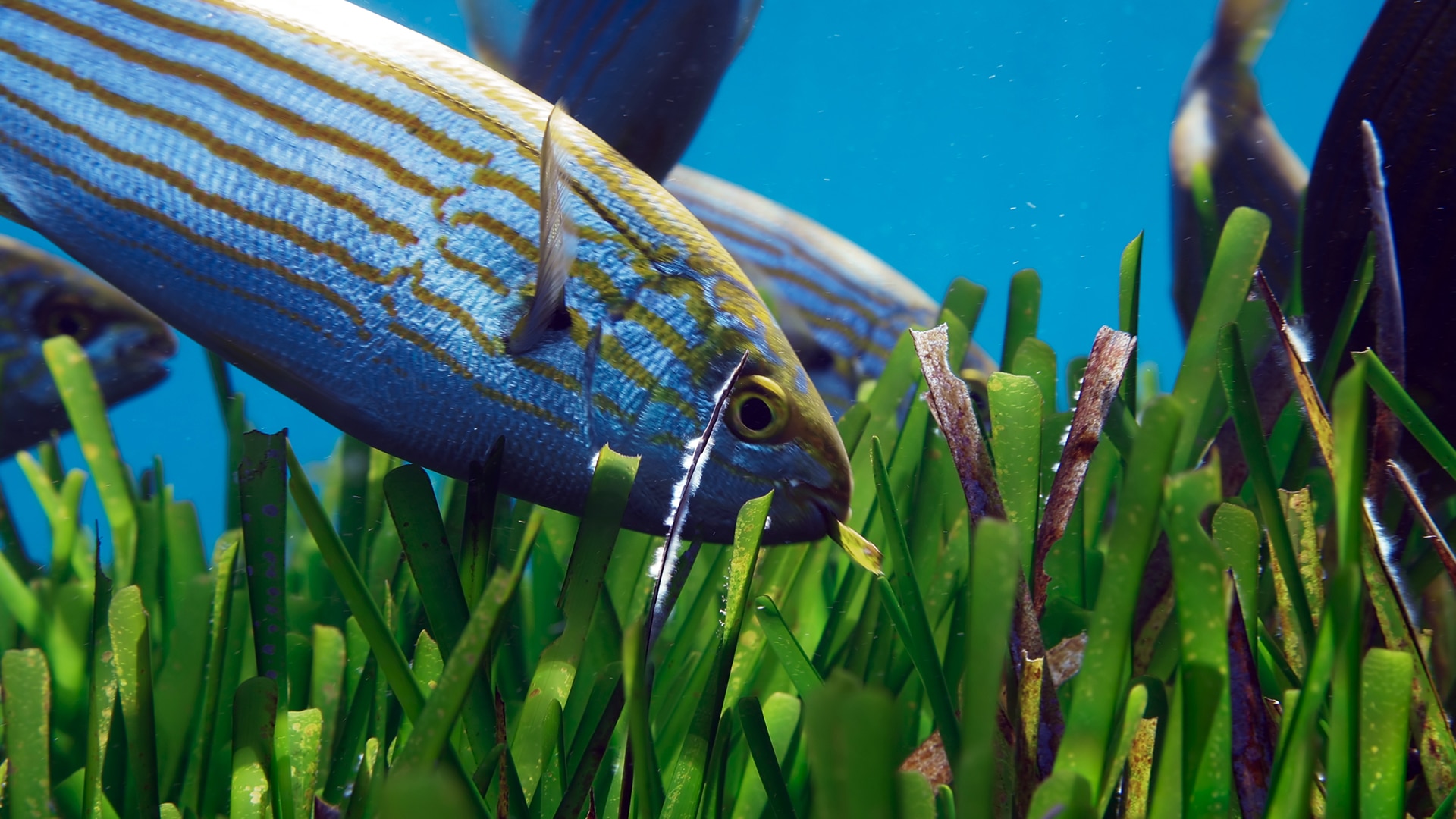 Stunning underwater worlds BBC Earth